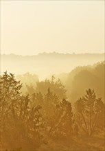 Forest with late summer early morning fog