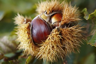 Ripe chestnuts (Castanea sativa)