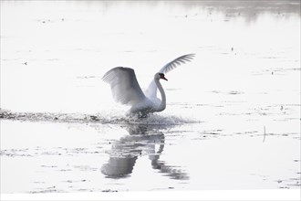 Mute Swan (Cygnus olor)