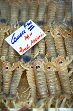 Connoce fresh shrimp on the Rialto fish market