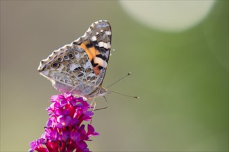 Painted lady (Vanessa cardui) on butterfly-bush (Buddleja davidii)
