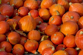 Japanese Hokkaido pumpkins (Cucurbita maxima)