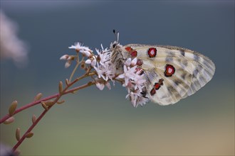 Apollo or Mountain Apollo (Parnassius apollo) butterfly sitting on a forage plant
