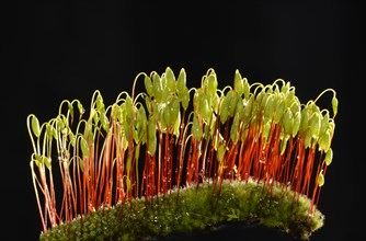 Sporophytes of Creeping feather-moss (Amblystegium serpens)