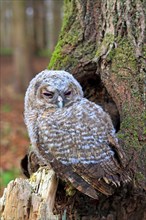 Young Tawny Owl or Brown Owl (Strix aluco) perched in front of a tree hollow