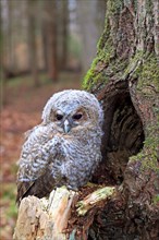 Young Tawny Owl or Brown Owl (Strix aluco) perched in front of a tree hollow