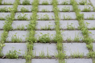 Eco-friendly paving of a parking lot with clover and grass