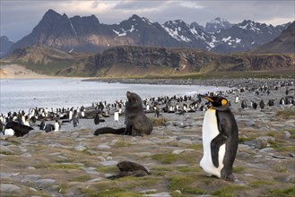 King Penguin (Aptenodytes patagonicus) and an Antarctic Fur Seal (Arctocephalus gazella) in a King Penguin colony