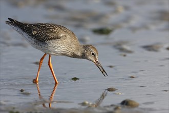 Common Redshank (Tringa totanus) foraging in the mudflats during the autumn migration