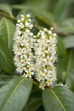 Cherry Laurel or Common Laurel (Prunus laurocerasus