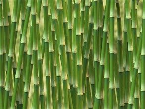 Green bamboo