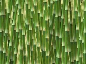 Green bamboo