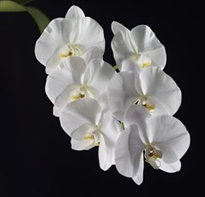 White Moth Orchid (Phalaenopsis)