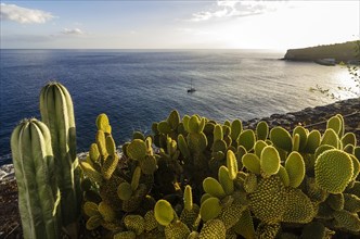 Bay with cacti at front