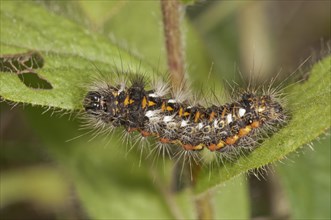 Caterpillar of the Sweet Gale Moth(Acronicta euphorbiae) on a Downy Elecampane (Inula hirta)