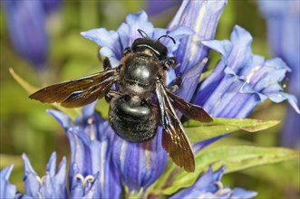 Violet Carpenter Bee or Indian Bhanvra (Xylocopa violacea) on a Willow Gentian (Gentiana asclepiadea)