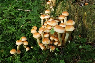 Brick Tuft (Hypholoma lateritium)