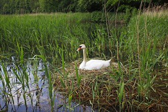 Breeding Mute swan (Cygnus olor)