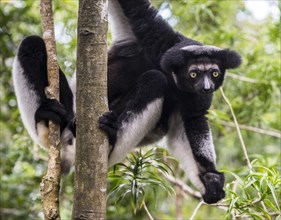 Indri (Indri Indri) hangs in tree
