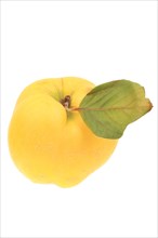 Apple quince