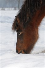 Iceland Horse