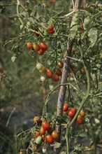 Tomato plantation