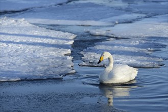 Whooper Swan (Cygnus cygnus) floating on ice-free section of a frozen lake