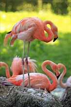 Red Flamingoes or Cuban Flamingoes (Phoenicopterus ruber ruber)