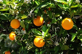Oranges (Citrus x sinensis) on a tree in a plantation