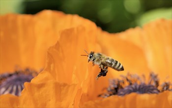 Western Honey Bee (Apis mellifera) flying over the flower of an Oriental Poppy (Papaver orientale)