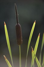 Cattail (Typha)