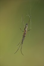 Long-jawed Spider (Tetragnatha extensa)