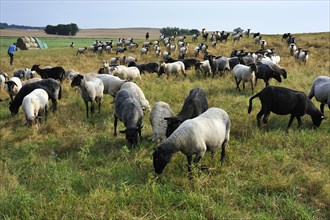 Flock of sheep on a pasture