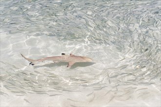 Blacktip Reef Shark (Carcharhinus melanopterus) chasing a school of fish in shallow water
