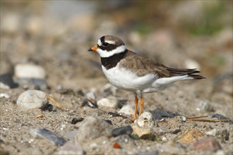 Ringed Plover (Charadrius hiaticula) standing on rocky ground