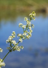 Flowers of Hedge bedstraw (Galium mollugo)