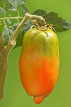 San Marzano tomatoes (Pomodoro San Marzano dell'Agro Sarnese Nocerino DOP)