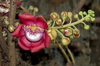 Shivalinga Flower