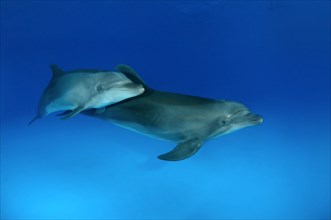 Bottlenose dolphins (Tursiops truncatus)