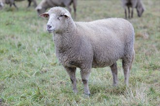 Hybrid cross between a Blackhead Persian Sheep (Ovis aries steatopyga persica) and a Merino Sheep (Ovis aries hispanica)