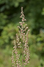 Mugwort or Common Wormwood (Artemisia vulgaris)