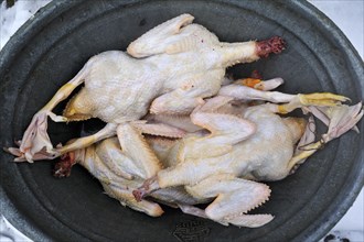 Slaughtered and plucked ducks lying in a tub