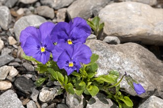 Mont-Cenis violets or pansies (Viola cenisia)