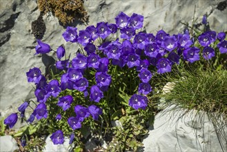 Bellflowers (Campanula sp.)