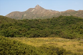 Scrubland with Sharp Peak mountain range