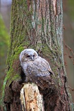 Young Tawny Owl or Brown Owl (Strix aluco) perched in front of a tree hollow