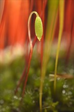 Creeping feather-moss (Amblystegium serpens)