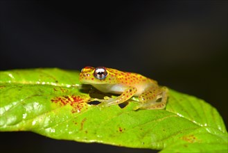 Climbing Frog (Boophis ssp.)