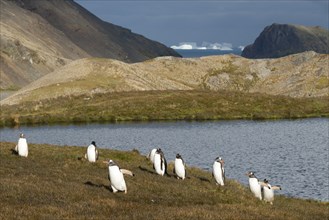 Gentoo Penguins (Pygoscelis papua) walking to the colony in Shackleton Valley