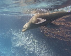 Galapagos Sea Lion (Zalophus wollebaeki) under water